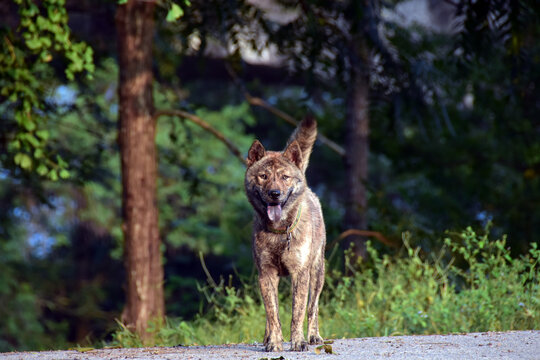 中华田园犬土狗