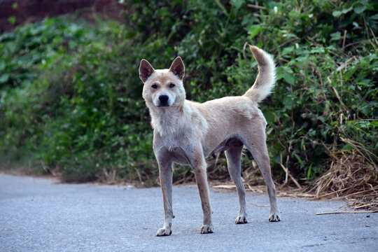 中华田园犬土狗