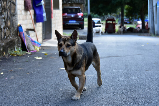 中华田园犬土狗