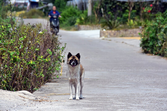 中华田园犬土狗