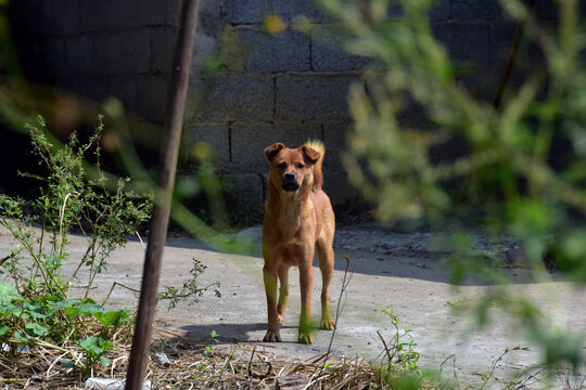 中华田园犬土狗