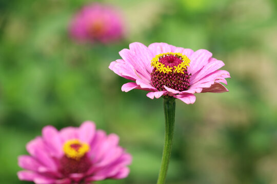 百日菊