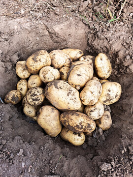 挖坑深埋新鲜土豆
