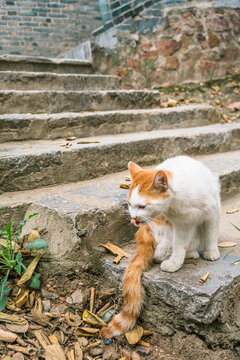 流浪猫