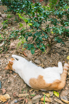 躺在地上睡觉的三花猫