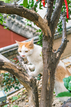 中华田园猫爬树