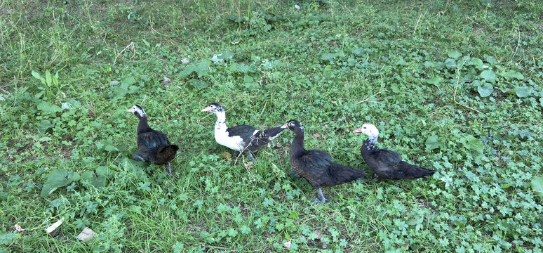 草地上的4只雁鸭