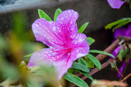 雨中的杜鹃花