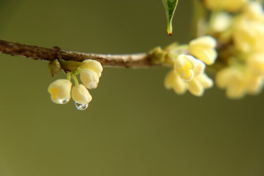 雨后桂花