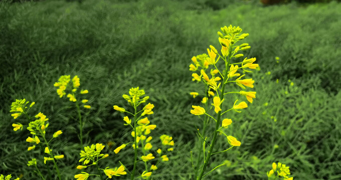 油菜花