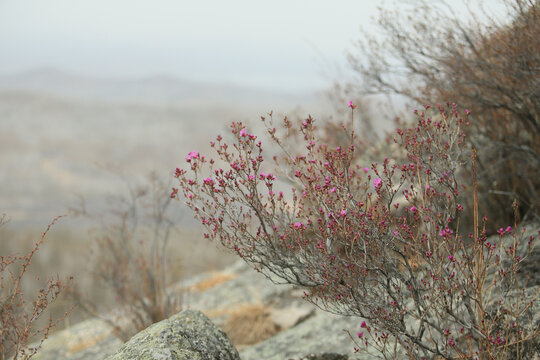 岩石杜鹃