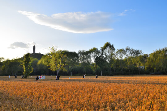 北京北坞稻田