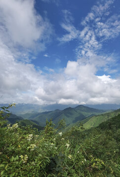 深山树林