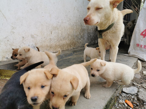 家里的中华田园犬