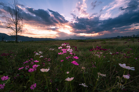 日落格桑花