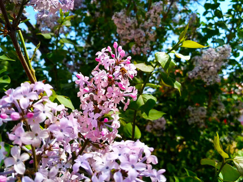 丁香花