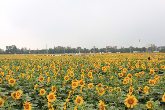 郫都农科村10月向日葵花海