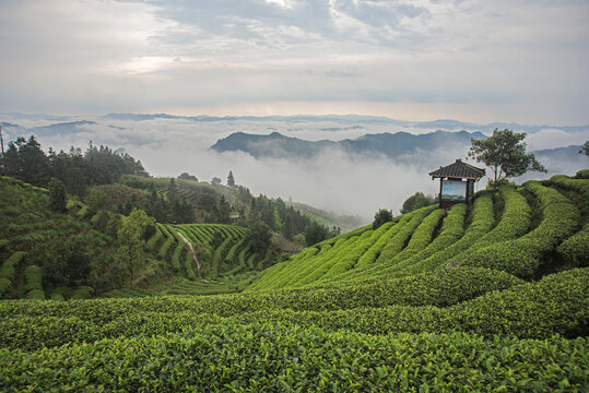 高山茶场