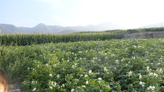 田野土豆花