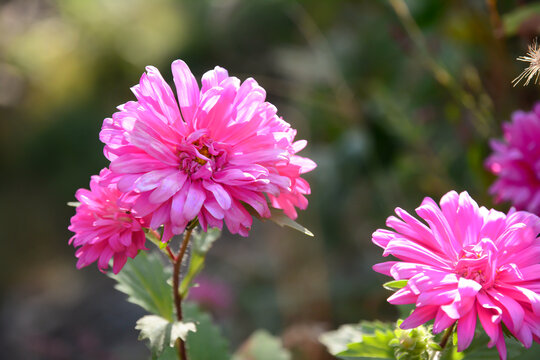 小雏菊