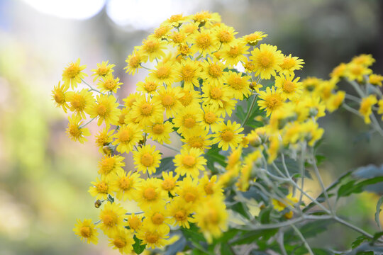 小雏菊