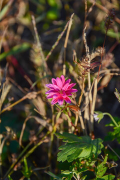 小雏菊