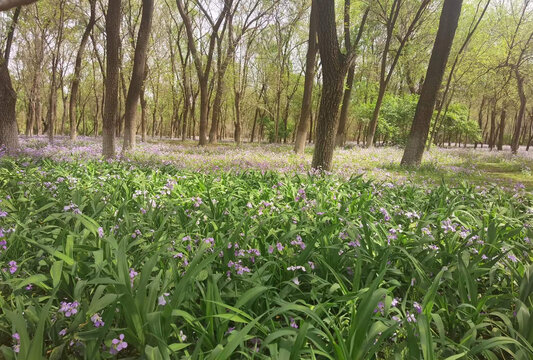 丛林野花