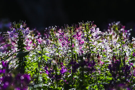 园林醉蝶花