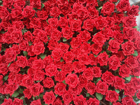 红色玫瑰花墙