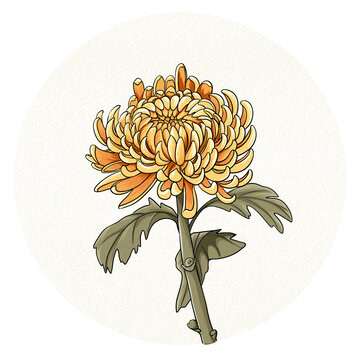 秋菊插畫