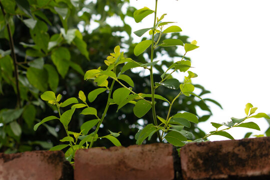 野草枝芽高清图