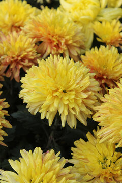 黄色菊花摄影写真