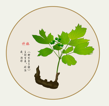 中草药升麻手绘矢量中药材