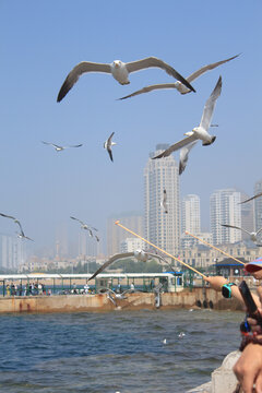 星海广场上翱翔的海鸥