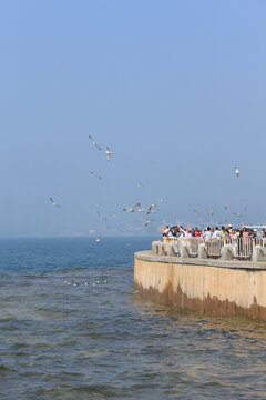 星海广场人与海鸥