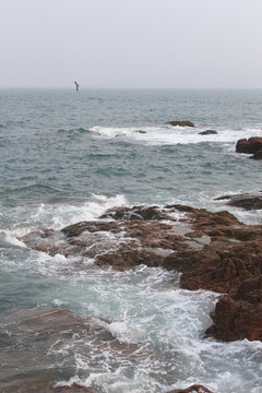 海浪与海鸥