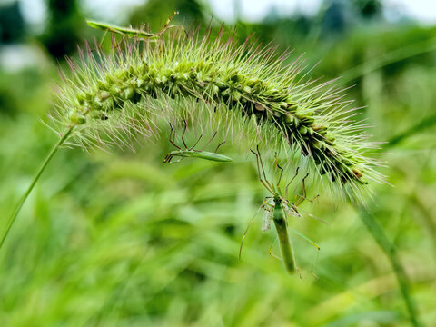 稻缘蝽与狗尾草