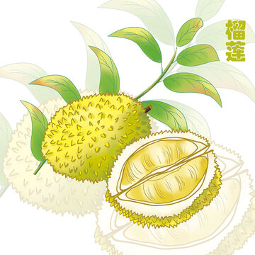 手繪榴蓮插畫