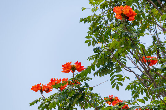 火焰花开