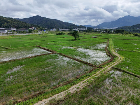 田间小路