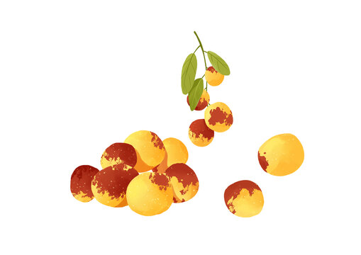多個(gè)冬棗水果手繪插畫(huà)