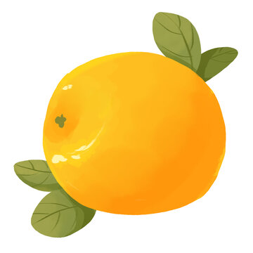一个橙子水果手绘插画