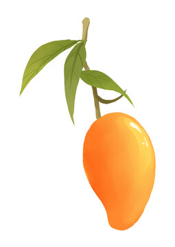芒果果树水果手绘插画