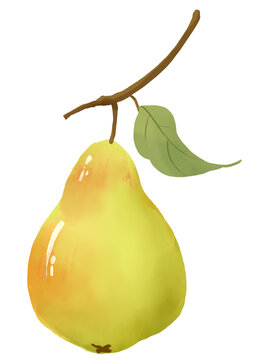 香梨水果插畫