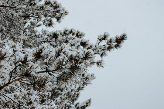 雪中青松