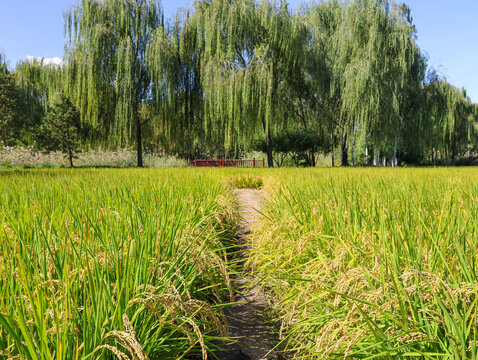 中坞公园稻田