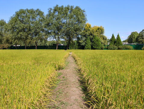 中塢公園稻田