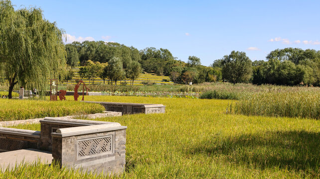 中塢公園稻田