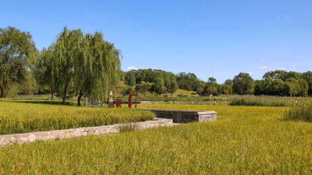 中塢公園稻田