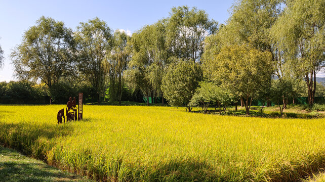 中坞公园稻田